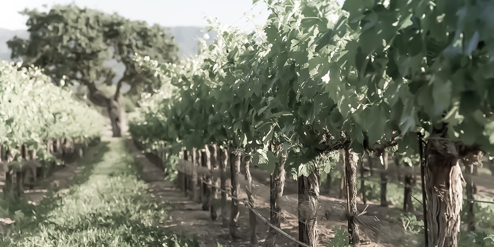 Designing Homes for Entertaining in Wine Country